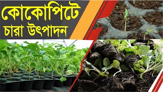 কোকোপিটের মাধ্যমে ফসলের চারা উৎপাদন