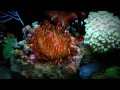 cb latezonatus clownfish