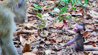 Poor tiny baby monkey shacking body and call cutest mother for help