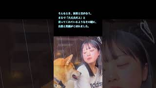 仲間との別れ　今後の君に幸あれ【柴犬 抹茶】【Shiba Inu】 #うまいもん工房kei #柴犬　#shorts