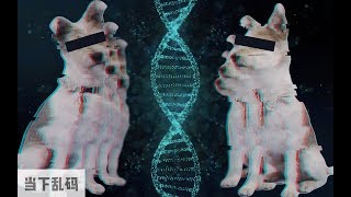 If You Have 380K RMB Would You Clone Your Pets?  | DXChannel | DECODE