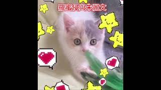 三花妹妹到新家，好評推介主人表示🐱妹妹健康活潑