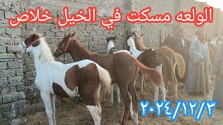 اسعار الخيل والمهر البلدي والفلسطيني الجر والركوب مسكته الولعه خلاص اليوم بسوق الزقازيق ٢٠٢٤/١٢/٣