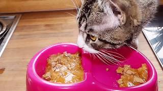 The ASMR Cat Taste Tests Purina Gourmet Perle Duck V Chicken.Slurping,chewing noises.Turn up sound!