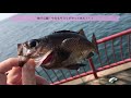 【舞子公園】お帰り！サヨリfishingmax垂水店2019 06 22