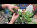 mfg 2016 4 tips on selecting healthy vegetable transplants from stores