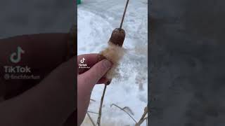 cattail is very satisfying