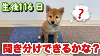 言葉の聞き分け出来るかな？【生後116日】豆柴子犬