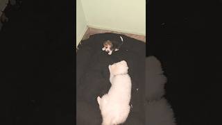 Cute Dog Friendship | Beagle And Pomeranian#viralvideo #shorts #trending #friends