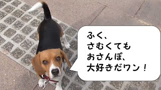 ふゆのおさんぽ【おてんばビーグルふくちゃん】その56