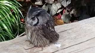 ☆癒し動画：Healing Video☆ふくろう：Owl☆神戸どうぶつ王国：Kobe animal kingdom