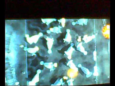 choclodocus garden choclodocus garden