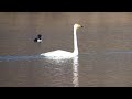 birding slovakia martin balog cygnus cygnus labuť spevavá