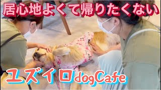 居心地よすぎて 帰りたくないゴールデンレトリバー【ユズイロdogCafe】