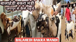 BALAHEDI BAKRA MANDI |JAIPUR SE KAISE PAHUCHE BALAHEDI BAKRA MANDI |@tipsforgoats