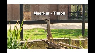 Meerkat (Timon) | suricate | Adelaide Zoo