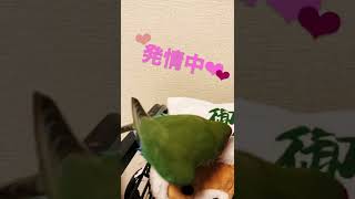 リ○ックマに発情するコザクラインコむうす #インコ #shorts