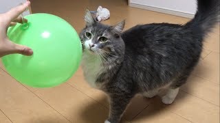 ヨーヨーボールで遊ぶ猫 ノルウェージャンフォレストキャットcat plays with a ball.Norwegian Forest Cat.