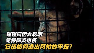 猩猩只因太過聰明，被同類排擠，它該如何逃出可怕的牢籠？ #科幻迷FANS #科幻迷 #FANS #電影解說 #電影