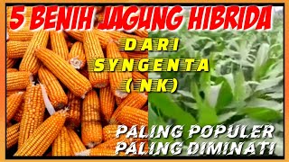 5 BENIH JAGUNG  TERBAIK 2022 SYNGENTA( NK )||5 BEST HYBRID CORN SEEDS SYNGENTA( NK )2022