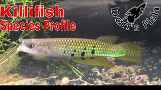 Awesome Killifish: Aplocheilus dayi