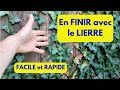 Se DEBARRASSER du LIERRE: RAPIDE et FACILE