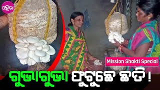 Mushroom Farming by SHG women: ଧିଙ୍ଗରୀ ଛତି ଚାଷ୍ କରି କେତେ ଟଙ୍କା କମଉଛନ୍ ଇ SHG ମାଁମାନେ ଯେ ଜାନିଛନ୍?