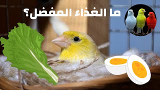 الطعام المناسب للأنثى الكناري أثناء وضع البيض