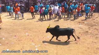 annavasal jallikattu 2018 - part - 9