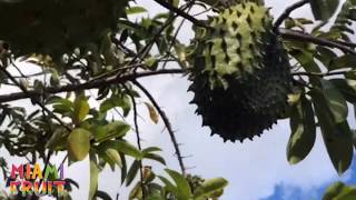 Harvesting Soursop