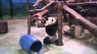 2015.8.5 圓仔和藍桶木樁同樂(The Giant Panda Yuan-Zai Rolled the barrel and  the log)