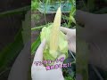 ヤングコーンの収穫 vegetable gardening shorts