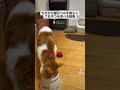 ただただ猫ベル鳴らしておやつを食べる動画 shorts 猫 ベル鳴らし おやつ 食べる 猫のいる暮らし