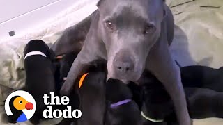 Pregnant Pittie Rescued From Chain Has 13 Puppies | The Dodo Pittie Nation