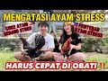 PENYEBAB AYAM FlLlPlN STRES ‼️ CARA MENGATASI STRESS PADA AYAM ‼️