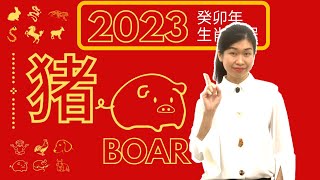 仁者无敌，神级般的“猪”队友【猪】2023癸卯年十二生肖流年运程(亥)2023 Water Rabbit Astrology Forecast [PIG/BOAR]