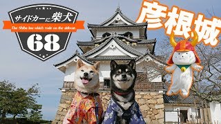 サイドカーに柴犬 ６８ [ 彦根城、ひこにゃん ]　The Shiba Inu which rode on the sidecar 68.