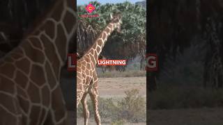 Giraffes killed by lighting | #giraffe #funfacts #curiosity #lightning #animals