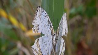 葉裏で越冬するイシガケチョウ Cyrestis thyodamas