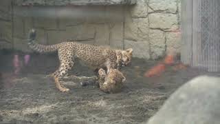 チーター親子　ちょっと見かけた可愛いシーン　デュラ親子　多摩動物公園