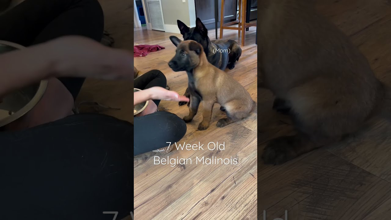 Malinois Puppy Training 7 Weeks Old Belgian Malinois - YouTube