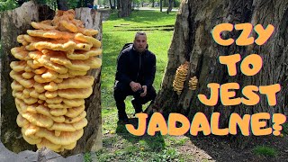 Czy jadłeś już tego grzyba ? // Zółciak Siarkowy - Laetiporus sulphureus // Gdańsk 19.05.2021