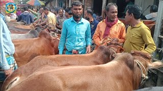 @ আজ ২৩ ফেব্রু২৫|| প্রচুর চাহিদার মাঝারি সাইজের দেশি জাতের দাঁতালো ষাঁড় গরুর কেনা-বেচা|| দিনাজপুর|