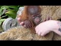 baby orangutan named roux born on christmas eve 2021 at the audubon zoo makes debut