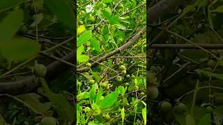 Keora fruit of Sundarban forest.  #shortsviral #forest #sunderbanjungle