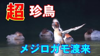 超珍鳥メジロガモ渡来　愛媛県大洲市