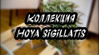 Коллекция hoya Sigillatis