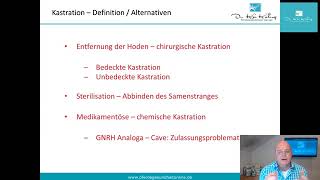 Kastration beim Pferd