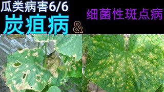 【丽的庭院生活　73】家庭菜园，难缠病害[炭疽病]和[细菌性斑点病]，症状，发病原因，防治方法。