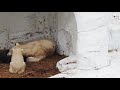 イっちゃんママ、ホウちゃんの『お腹すいた』を拒否【天王寺動物園】icchan mom refuses hou chan s